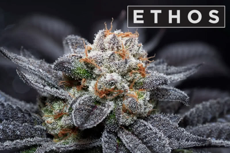 The Best Ethos Genetics Seeds: Strain Guide - Mold Resistant Strains
