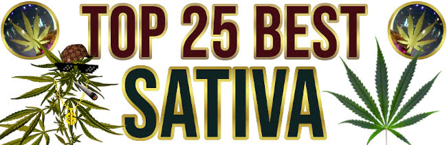 best sativa strains list banner