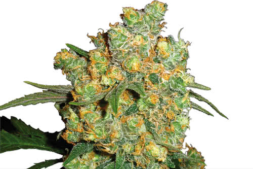 big bud strain cannabis plant by sensi seeds