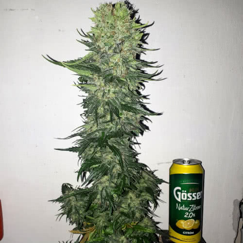 big bud, sensi seeds, grown by reddit user