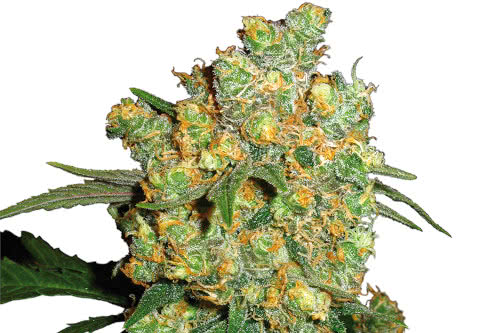 big bud strain by sensi seeds