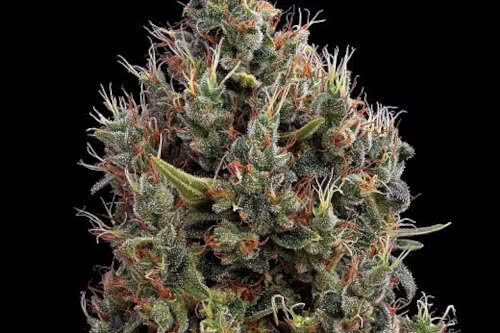 bing bang auto strain by greenhouse seed co