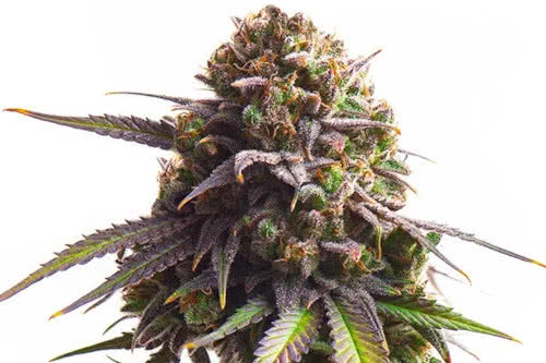 biscotti strain by royal queen seeds