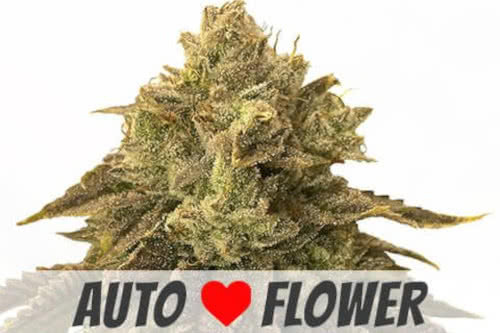 biscotti auto plant by ilgm