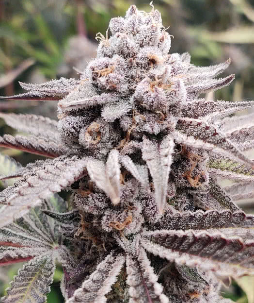 biscotti mintz strain, barneys farm, grown by reddit user