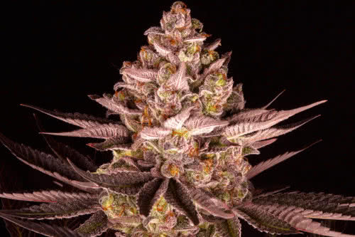 biscotti mintz weed plant by barneys farm