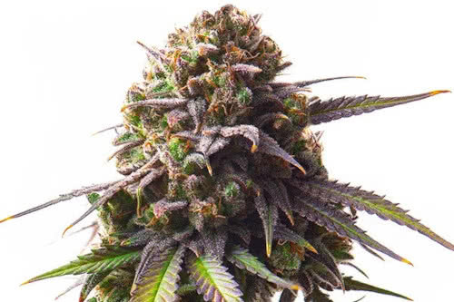 biscotti strain plant by royal queen seeds