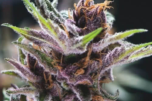 black cherry punch weed strain by pyramid seeds