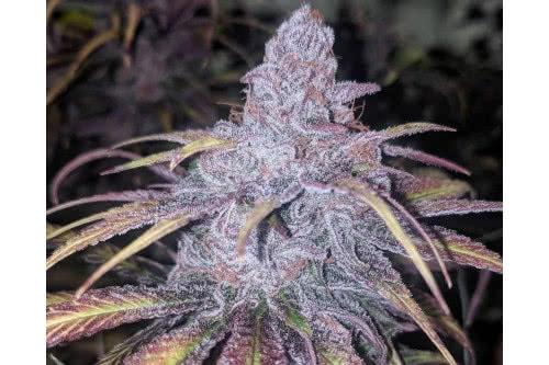 black cherry punch strain plant by in house genetics