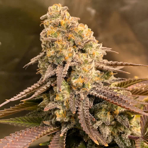 black domina, sensi seeds, grown by reddit user