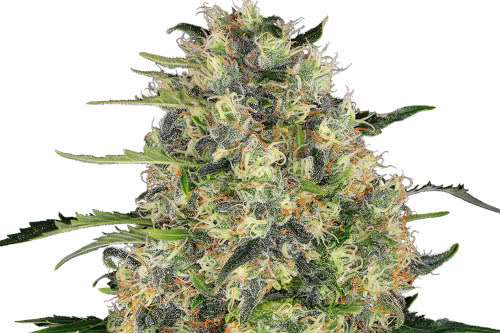 black domina strain by sensi seeds