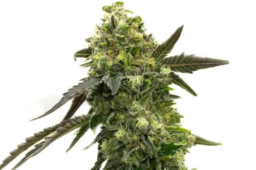 black jack autoflower strain by homegrown cannabis