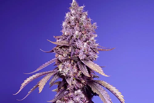 black muffin f1 fast strain plant by sweet seeds