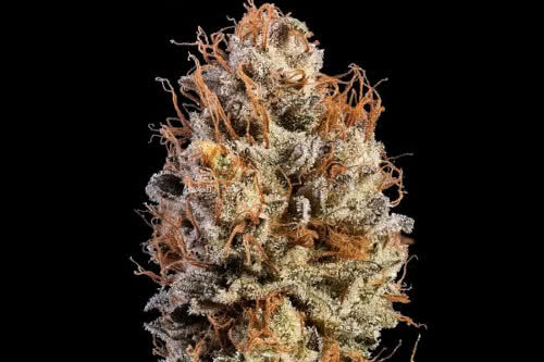 black sugar 2 strain bud by seedsman