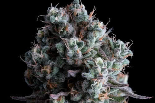 black sugar 2.0 strain plant by seedsman
