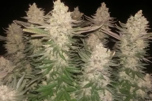black sugar strain indoor plant by seedsman