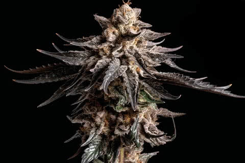 black sugar indica strain plant by seedsman