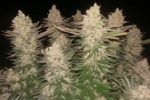 black sugar strain indoor cannabis plant
