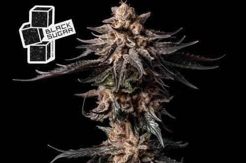 black sugar strain by seedsman