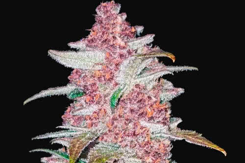 blackberry auto strain plant by fast buds