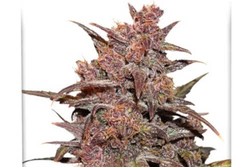 blackberry kush cbd auto medical strain by dutch passion