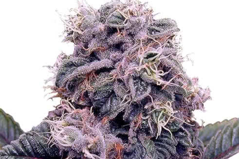 blackberry kush strain plant by ilgm