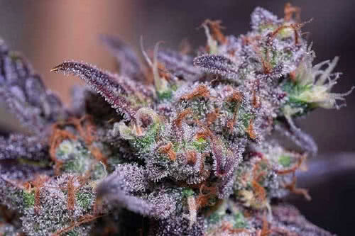 blackberry moonrocks strain indoor cannabis plant