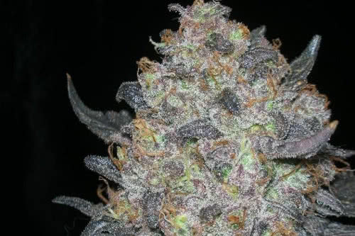 blackwater strain by the cali connection