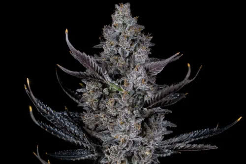 bling blaow strain plant by compound genetics