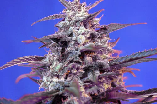 bloody skunk auto strain plant by sweet seeds