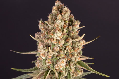 blue cheese cannabis plant by barneys farm