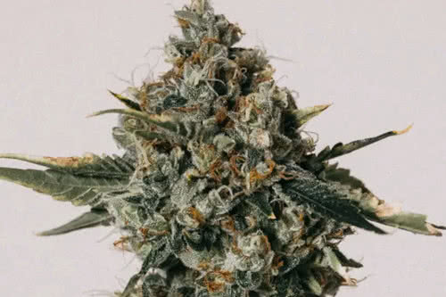 blue cheese cannabis plant by ilgm
