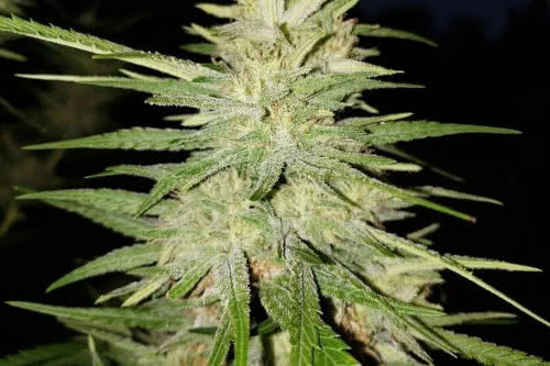 blue dream auto strain plant by seedsupreme