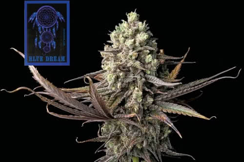 blue dream plant