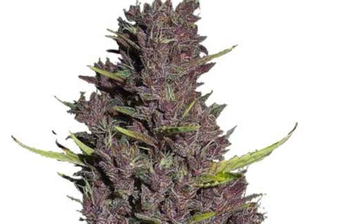 blue dream cannabis plant by ilgm