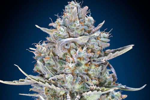 blue dream fast strain by 00 seeds