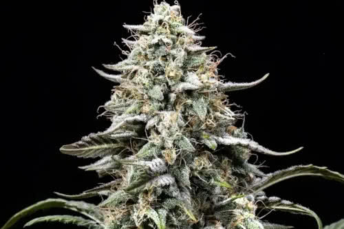 blue dream fast strain plant by atlas seed