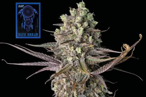 blue dream fast strain by seedsman