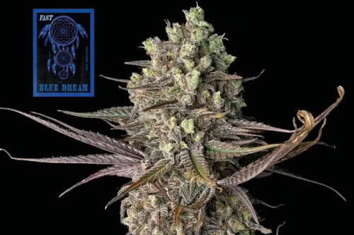 blue dream fast strain by seedsman