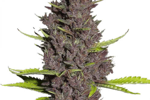 blue dream fem by ILGM