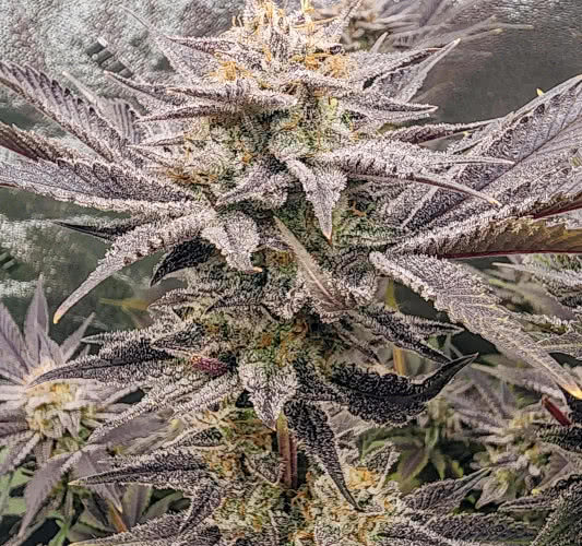 blue dream haze, cali connection, grown by reddit user