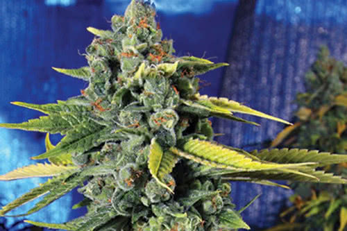 blue dream haze strain by the cali connection