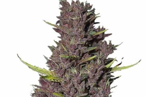 blue dream strain by ilgm