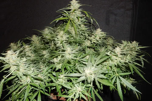 Blue Dream 'Matic Auto Seeds