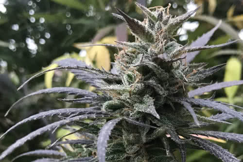 blue dream strain plant grown outdoors by seedsman