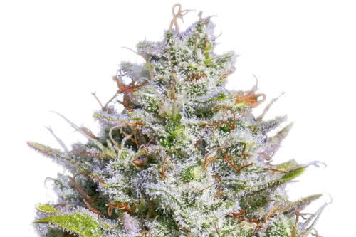 blue gelato 41 strain indoor cannabis plant