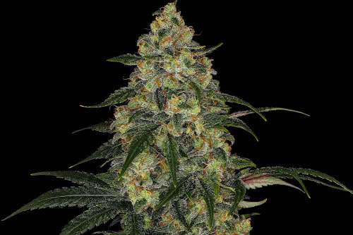 blue gelato 41 weed strain