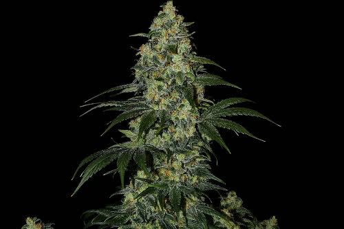 blue gelato 41 marijuana plant by barneys farm