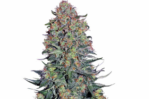 blue skunk strain by sensi seeds