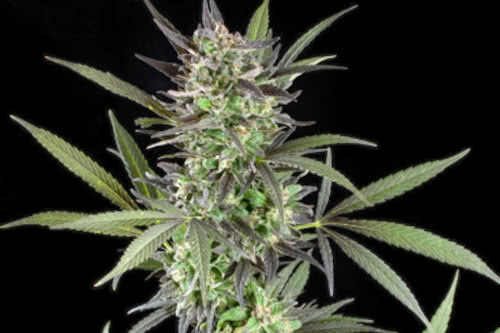 blue venom strain by g13 labs